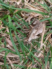 Ceratodalia