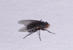 Calliphorinae