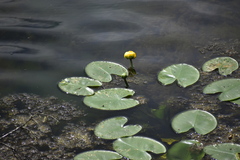 Nuphar
