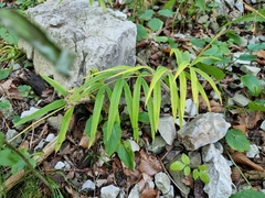 Polygonatum verticillatum