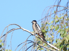 Dendrocopos syriacus