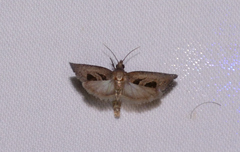 Eucosma tomonana