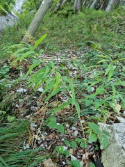 Polygonatum verticillatum