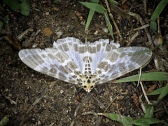 Pogonopygia nigralbata