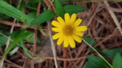 Melampodium montanum