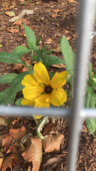 Rudbeckia hirta