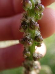 Triglochin maritima