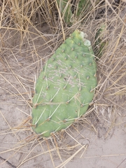 Opuntia