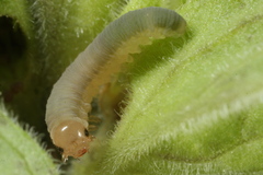 Monostegia abdominalis