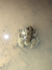 Occidozyga martensii