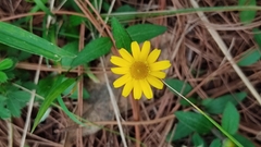 Melampodium montanum