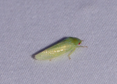 Gyponini