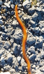 Himantariidae