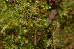 Tetraphis pellucida