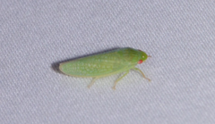 Gyponini