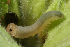 Monostegia abdominalis