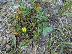 Potentilla reptans