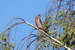 Dendrocopos syriacus