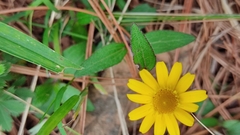 Melampodium montanum