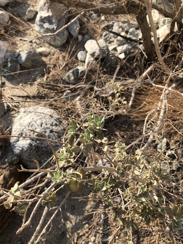 iNaturalist observation photo of desert lavender