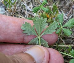 Potentilla reptans