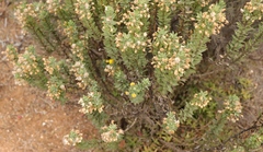 Euryops lateriflorus