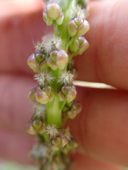 Triglochin maritima
