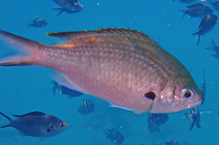 Azurina multilineata