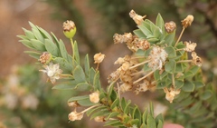 Euryops lateriflorus