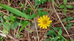 Melampodium montanum