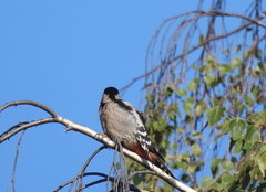 Dendrocopos syriacus