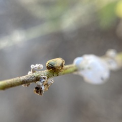 Clastoptera lineatocollis