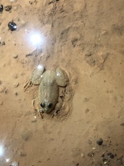 Occidozyga lima