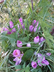 Colchicum speciosum