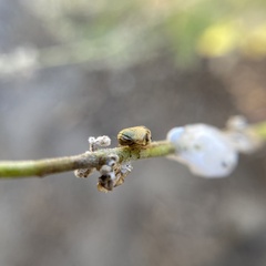 Clastoptera lineatocollis
