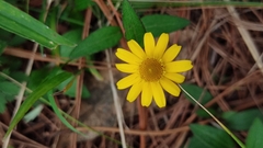 Melampodium montanum