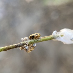 Clastoptera lineatocollis