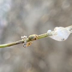Clastoptera lineatocollis