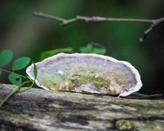 Trametes villosa