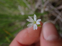 Stellaria longipes