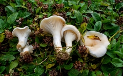 Cuphophyllus angustifolius