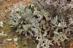 Cotyledon orbiculata