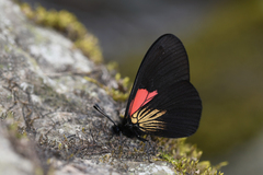 Altinote dicaeus ozinta