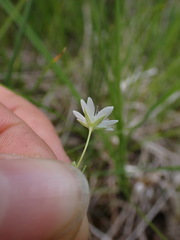Stellaria longipes