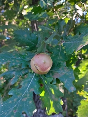 Andricus quercustozae