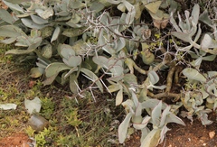 Cotyledon orbiculata