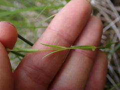 Stellaria longipes