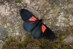 Altinote dicaeus ozinta