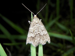 Hydrillodes pacifica