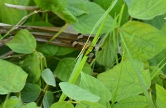 Neurothemis tullia